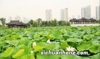 沙湖公园地址 关于沙湖公园的简介