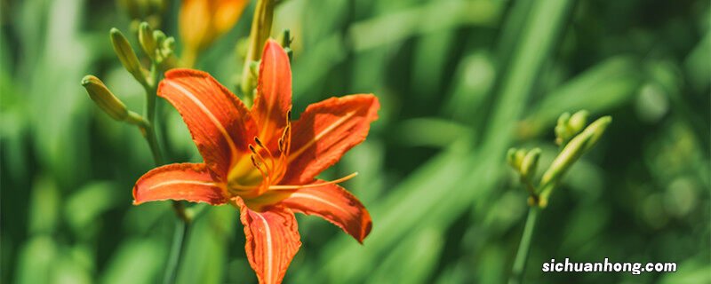 君子兰一年开几次花 君子兰开花时间是什么季节