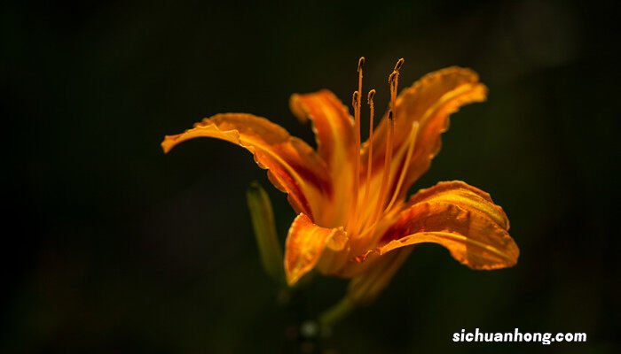 君子兰一年开几次花 君子兰开花时间是什么季节