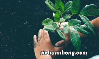 围墙里面放什么植物招财,围墙边种什么植物风水