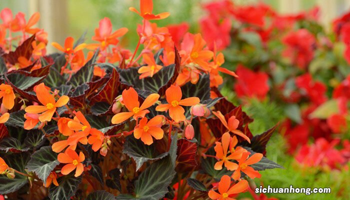 四季海棠怎么度夏最好 四季海棠怎么度夏