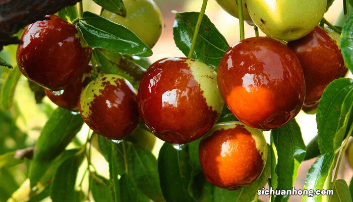 枣树几月发芽几月开花结果 枣树几月发芽几月开花