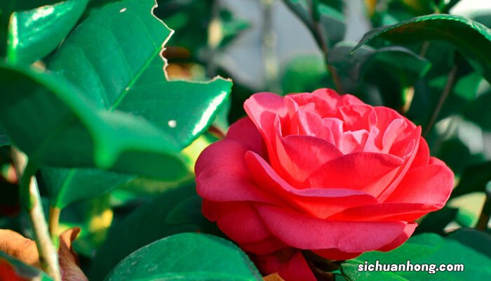 茶花品种大全100种图片 茶花品种大全