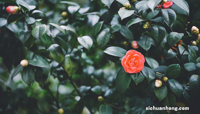 茶花品种大全100种图片 茶花品种大全