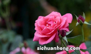 花中皇后指的是什么花 哪种花是花中皇后