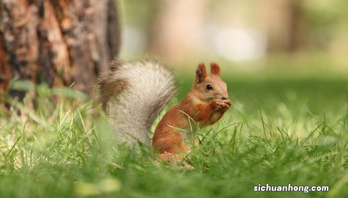 松鼠的生活特征和生活方式 松鼠的特点和本领
