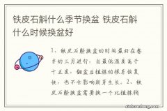 铁皮石斛什么季节换盆 铁皮石斛什么时候换盆好