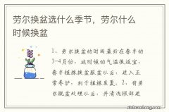 劳尔换盆选什么季节，劳尔什么时候换盆