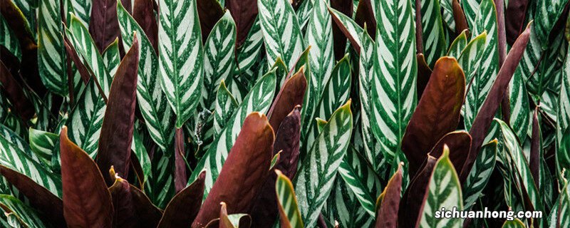 竹芋叶子干枯卷曲 竹芋的养殖方法和注意事项