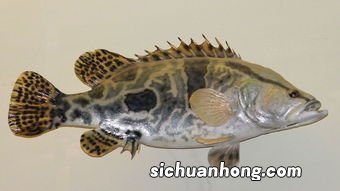 桂鱼什么时候吃营养价值最好