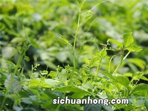 绞股蓝配什么泡茶