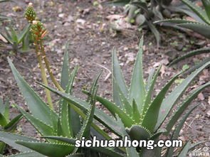 芦荟开花吗,芦荟的特点