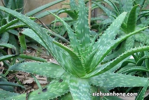 芦荟开花吗,芦荟的特点