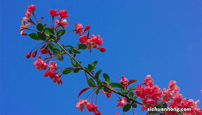 竹节海棠的养殖方法及注意事项