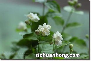 茉莉花什么季节