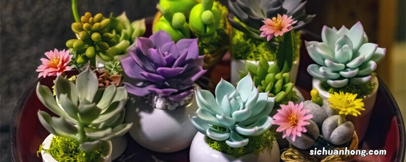 玉树把根全部切掉还能活吗 玉树烂根是怎么回事