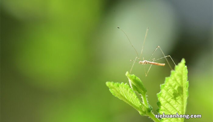 天热花盆里有小虫子怎么办 夏天花盆里有虫子怎么办