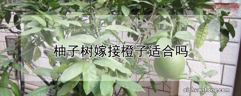 柚子树嫁接橙子适合吗