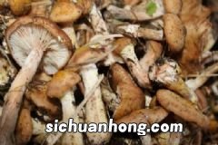 含有维生素C的食物有哪些？哪些食物里面含有维生素C？