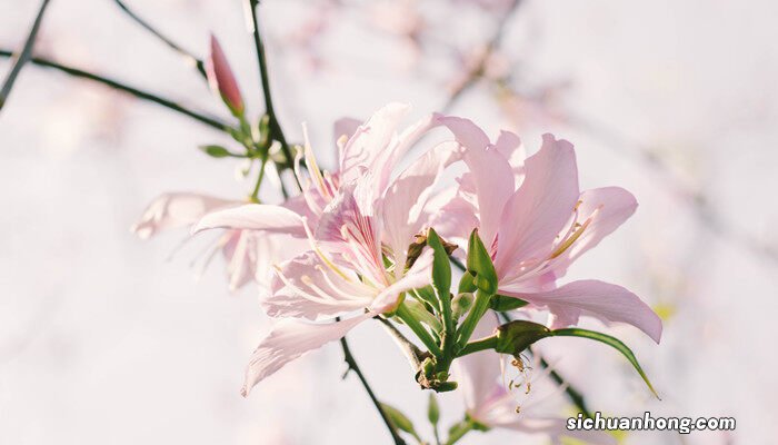 紫荆花 紫金花和紫荆花区别