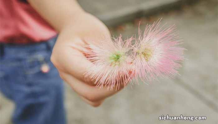 合欢花图片 合欢花的寓意