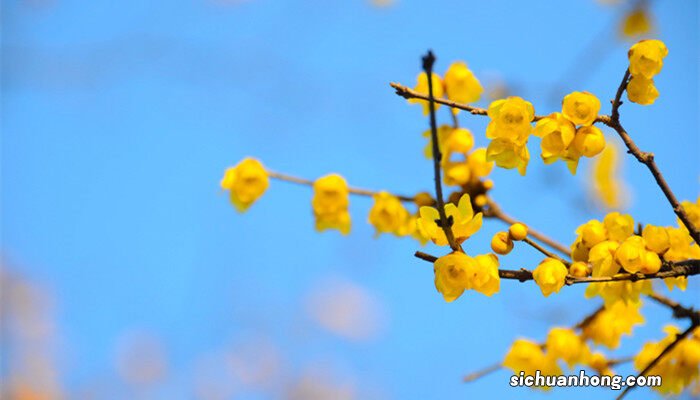 八种冬季花开不断的花卉有哪些 八种冬季花开不断的花卉