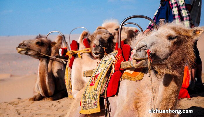 野骆驼种群存在于中国的哪里地区 野骆驼种群存在于中国的哪里