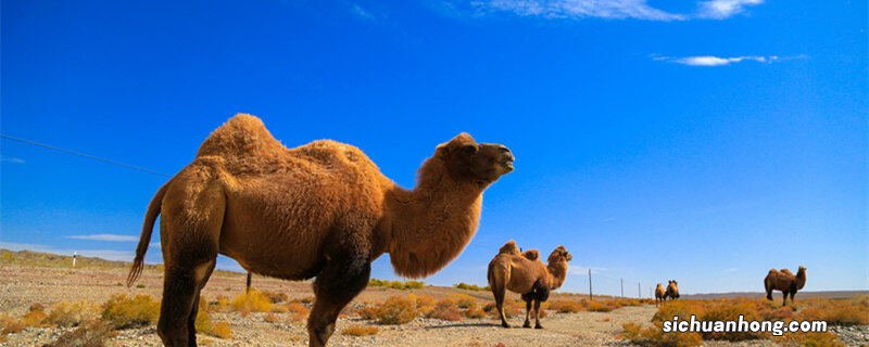 野骆驼种群存在于中国的哪里地区 野骆驼种群存在于中国的哪里