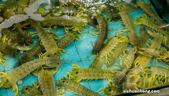 小龙虾养殖方法和环境 虾养殖方法和环境