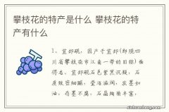 攀枝花的特产是什么 攀枝花的特产有什么