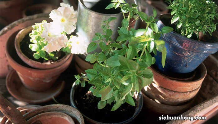 万年青开花吗什么颜色花 万年青开花吗