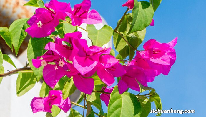 深圳市花是什么花啊 深圳市花是什么