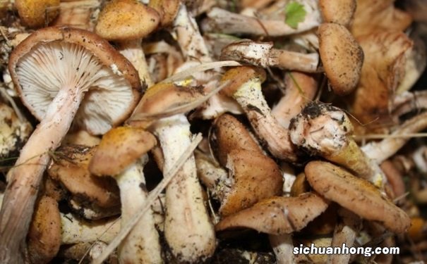 榛蘑的营养价值是什么？吃榛蘑的好处有哪些？