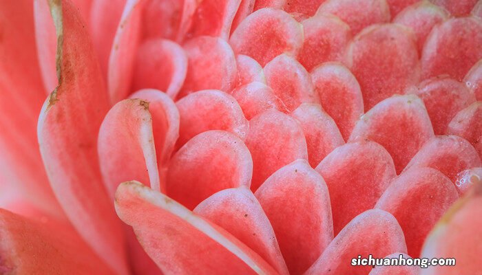 火炬花的四季养护方法是什么 火炬花的四季养护方法