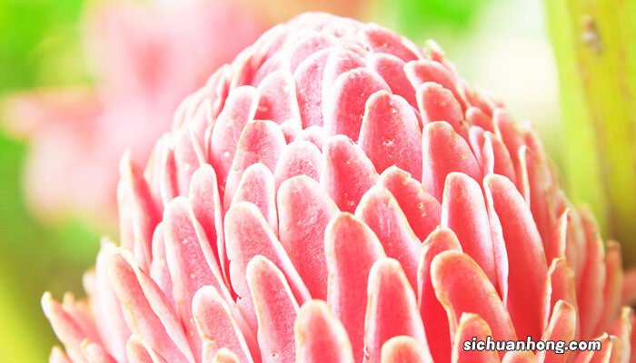 火炬花的四季养护方法是什么 火炬花的四季养护方法