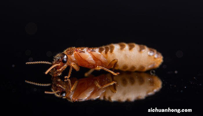 白蚂蚁怎么消灭用什么药治 白蚂蚁怎么消灭用什么药