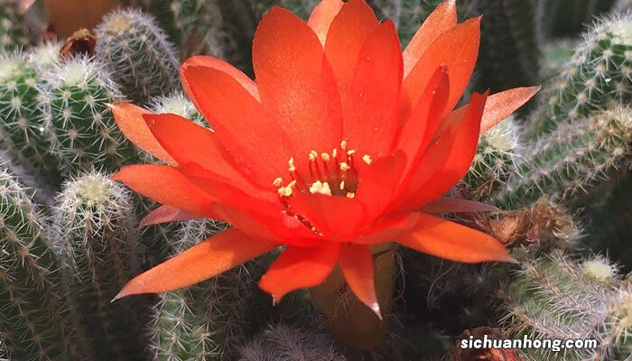 仙人掌是花吗 仙人掌的花语和寓意