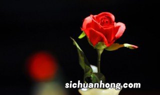 红玫瑰的花语和象征意义 红玫瑰的花语和寓意是什么