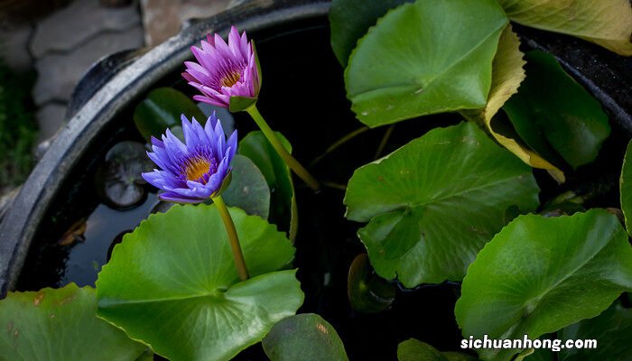 睡莲种植方法视频 睡莲种植方法