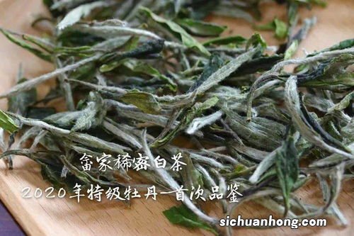 喝完白茶为什么总是浑身无力