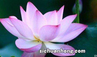 带花的古诗 有关带花字的诗句