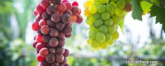 露天最好种的葡萄品种有哪些 寒香蜜葡萄品种介绍