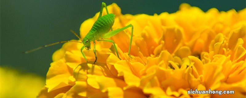 家里养蝈蝈放什么位置好呢 家里养蝈蝈放什么位置