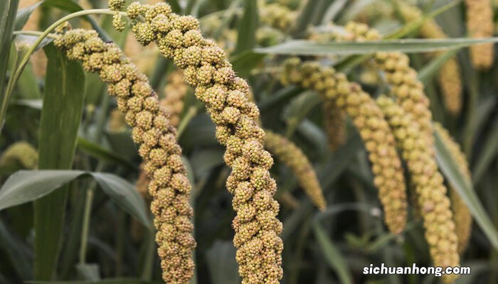 禾苗是什么植物的幼苗 禾苗是什么植物