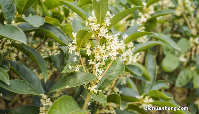 四季桂花怎么养开花多 四季桂花怎么养