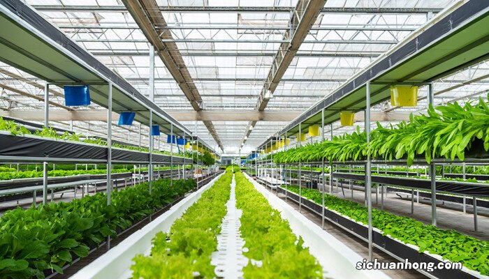 生菜怎么种植容易发芽 生菜怎么种