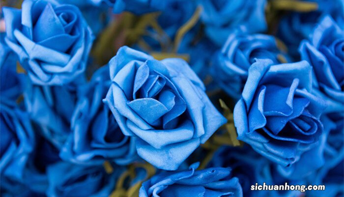 19朵蓝色妖姬的花语是什么意思
