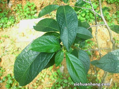 杜仲与什么食物相克