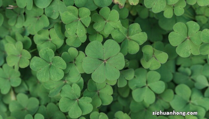 三叶草的寓意和象征 三叶草的寓意