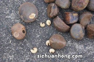 茶子可以做什么